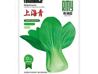 原种上海青种子蔬菜种子鸡毛菜宽帮青菜苏州青四季易种阳台菜园图5
