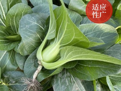 原种上海青种子蔬菜种子鸡毛菜宽帮青菜苏州青四季易种阳台菜园图4