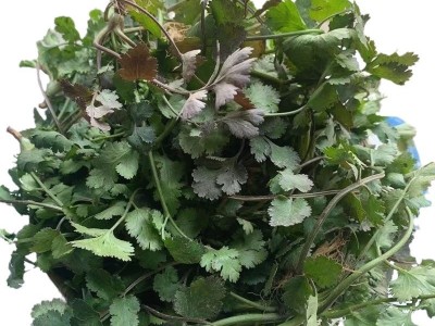 趴地紫杆香菜种子老品种香菜种子小叶浓香型芫荽种籽四季蔬菜种子图5