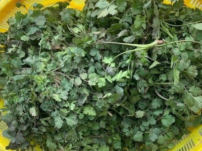 趴地紫杆香菜种子老品种香菜种子小叶浓香型芫荽种籽四季蔬菜种子图2