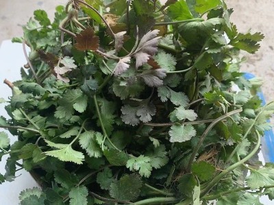 趴地紫杆香菜种子老品种香菜种子小叶浓香型芫荽种籽四季蔬菜种子图3