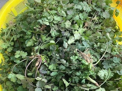 趴地紫杆香菜种子老品种香菜种子小叶浓香型芫荽种籽四季蔬菜种子图4