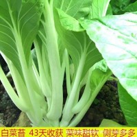 早熟白菜苔蔬菜种子秋冬反季节抽苔速生高产菜苔种孑四季播易种植