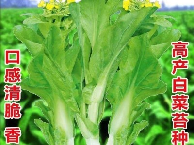 早熟白菜苔蔬菜种子秋冬反季节抽苔速生高产菜苔种孑四季播易种植图3