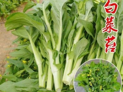 早熟白菜苔蔬菜种子秋冬反季节抽苔速生高产菜苔种孑四季播易种植图2