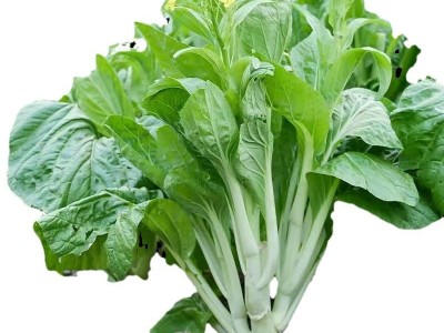 早熟白菜苔蔬菜种子秋冬反季节抽苔速生高产菜苔种孑四季播易种植图5