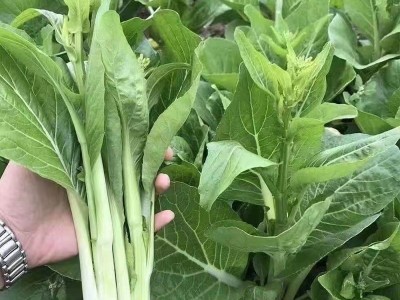 早熟白菜苔蔬菜种子秋冬反季节抽苔速生高产菜苔种孑四季播易种植图4