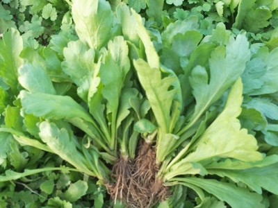 大叶茼蒿种子叶多火锅菜皇帝菜籽种子春夏秋四季播农家蔬菜种籽孑图4