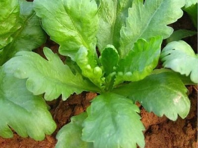 大叶茼蒿种子叶多火锅菜皇帝菜籽种子春夏秋四季播农家蔬菜种籽孑图2