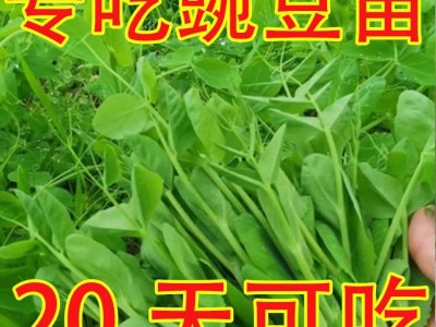 豌豆苗种子豌豆尖吃苗四季阳台盆栽芽苗菜秋冬季蔬菜种子大叶无须图3