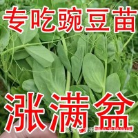 豌豆苗种子豌豆尖吃苗四季阳台盆栽芽苗菜秋冬季蔬菜种子大叶无须