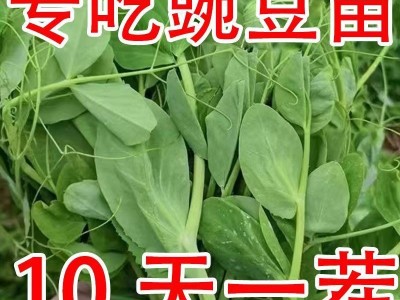 豌豆苗种子豌豆尖吃苗四季阳台盆栽芽苗菜秋冬季蔬菜种子大叶无须图2