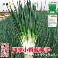 小香葱籽种子四季易种小葱种子阳台室内盆栽葱种子批发家庭菜种子
