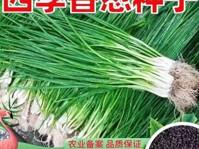 小香葱籽种子四季易种小葱种子阳台室内盆栽葱种子批发家庭菜种子图2