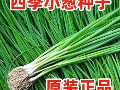 小香葱籽种子四季易种小葱种子阳台室内盆栽葱种子批发家庭菜种子图3
