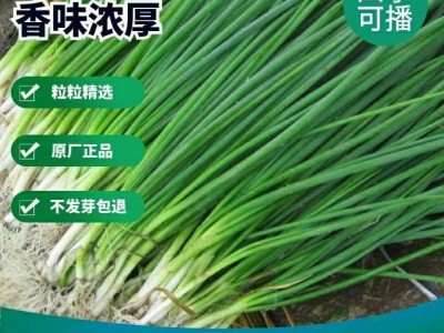 小香葱籽种子四季易种小葱种子阳台室内盆栽葱种子批发家庭菜种子图4