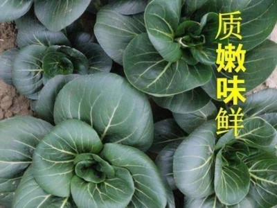 黑大头苏州青矮脚青梗菜种子四季种籽油菜小青菜青菜蔬菜菜种种子图2