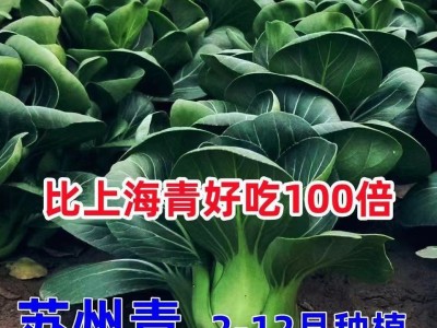 黑大头苏州青矮脚青梗菜种子四季种籽油菜小青菜青菜蔬菜菜种种子图3