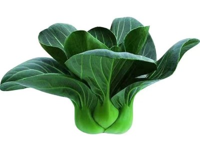 黑大头苏州青矮脚青梗菜种子四季种籽油菜小青菜青菜蔬菜菜种种子图4
