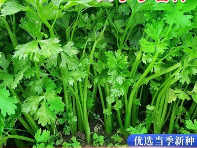四季小香芹种子耐热芹菜种籽春秋季易种青菜籽蔬菜种孑农家菜籽图3