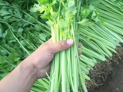 四季小香芹种子耐热芹菜种籽春秋季易种青菜籽蔬菜种孑农家菜籽图4