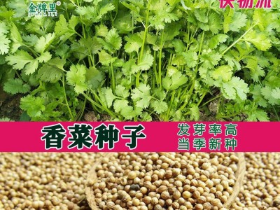 散装香菜种子 农田菜地盆栽四季蔬菜芫荽香菜籽香味浓郁图1