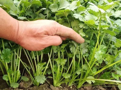 散装香菜种子 农田菜地盆栽四季蔬菜芫荽香菜籽香味浓郁图3