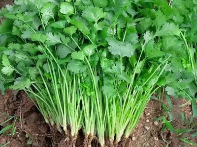 散装香菜种子 农田菜地盆栽四季蔬菜芫荽香菜籽香味浓郁图2