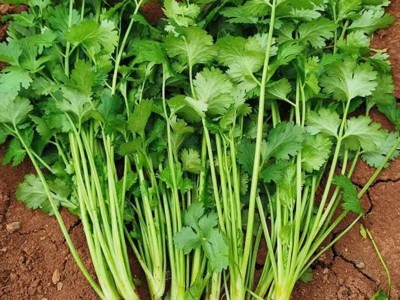 散装香菜种子 农田菜地盆栽四季蔬菜芫荽香菜籽香味浓郁图4