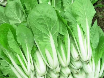 散装小白菜种子 农田菜地盆栽种植四季蔬菜脆嫩白菜籽图4