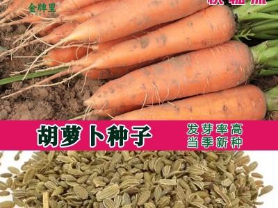 散装胡萝卜种子 农田菜地种植盆栽四季蔬菜脆甜耐储胡萝卜籽图2