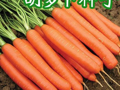 散装胡萝卜种子 农田菜地种植盆栽四季蔬菜脆甜耐储胡萝卜籽图3