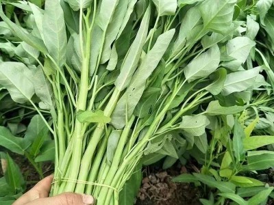 散装空心菜种子 农田菜地盆栽阳台植空心菜籽多次收图2