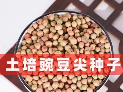 批发水培芽苗菜种子大叶绿玉豌豆土培豌豆尖种图1