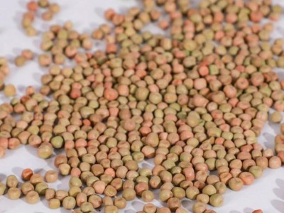 批发水培芽苗菜种子绿麻豌豆无土栽培纸上种菜麻豌豆种图2
