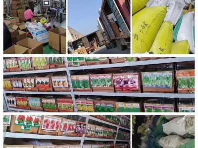 厂家批发一件代发香菜种子10克芫荽籽大叶耐寒耐热四季蔬菜种子图5