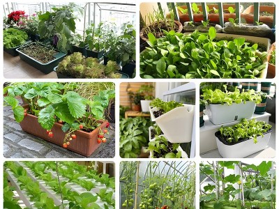 厂家批发代发快速耐抽苔日本夏阳50大白菜菜种子耐热耐寒蔬菜图4