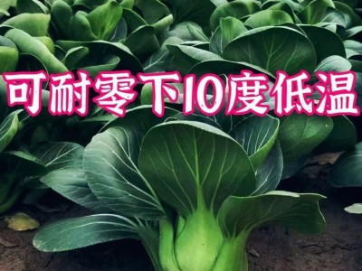 苏州青种子黑叶矮脚青梗菜黑大头上海青超甜脆好吃秋冬季农家菜种图3