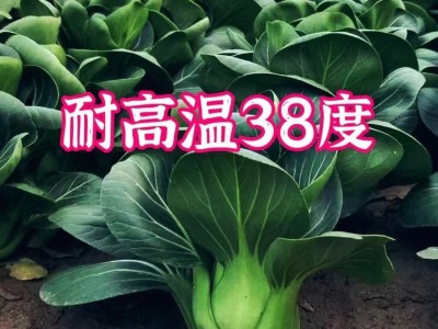 苏州青种子黑叶矮脚青梗菜黑大头上海青超甜脆好吃秋冬季农家菜种图2