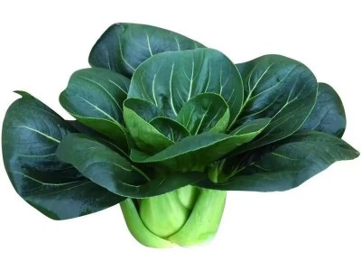 苏州青种子黑叶矮脚青梗菜黑大头上海青超甜脆好吃秋冬季农家菜种图5