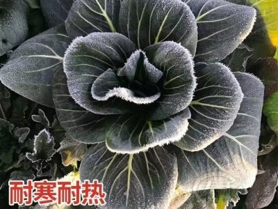 苏州青种子黑叶矮脚青梗菜黑大头上海青超甜脆好吃秋冬季农家菜种图4