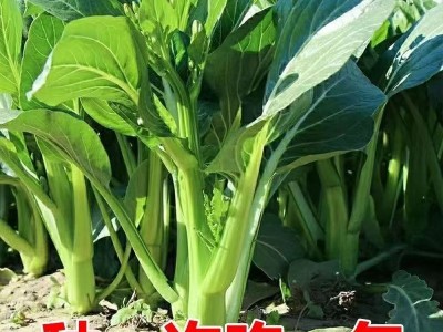 广东四九菜心种子四季速生青菜白菜苔种籽大全春秋蔬菜种孑子大全图3