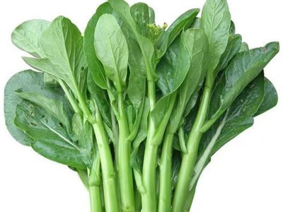 广东四九菜心种子四季速生青菜白菜苔种籽大全春秋蔬菜种孑子大全图5