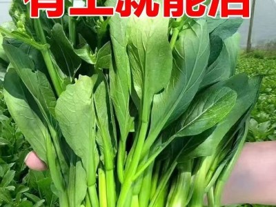 广东四九菜心种子四季速生青菜白菜苔种籽大全春秋蔬菜种孑子大全图4