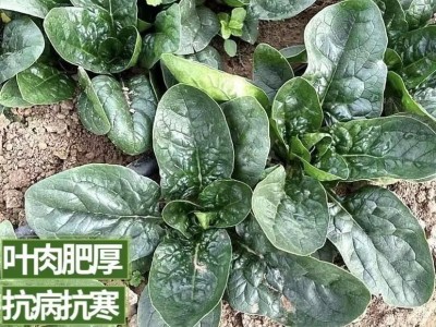 趴地菠菜种子黑园叶菠菜种籽生长速度快耐寒越冬蔬菜种子大全图2