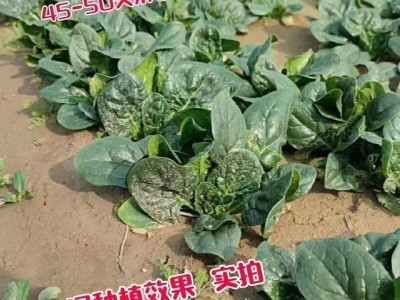 趴地菠菜种子黑园叶菠菜种籽生长速度快耐寒越冬蔬菜种子大全图3