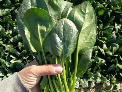 趴地菠菜种子黑园叶菠菜种籽生长速度快耐寒越冬蔬菜种子大全图4