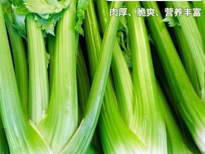 大肉西芹种子芹菜种籽肉厚脆爽春秋四季可播庭院田园农家蔬菜种子图2