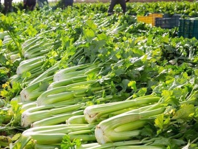 大肉西芹种子芹菜种籽肉厚脆爽春秋四季可播庭院田园农家蔬菜种子图4
