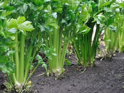 大肉西芹种子芹菜种籽肉厚脆爽春秋四季可播庭院田园农家蔬菜种子图3